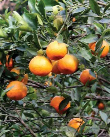 OF CINCHONA & CITRUS BLOOMS