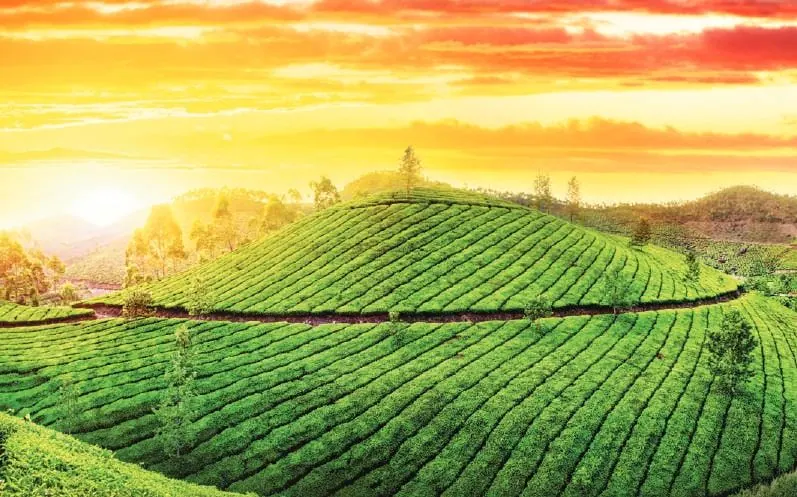 Explore Munnar in Kerala, a picture-perfect summer destination