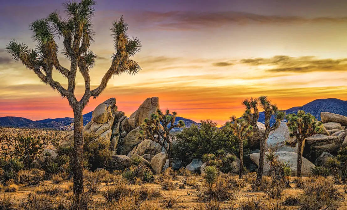 Joshua trees and boulders at sunset