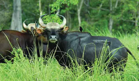 An Indian gaur grazing in tall grass