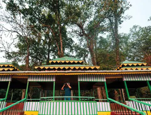 A wooden watch tower among tall trees