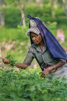 A woman plucking tea leaves in a tea garden