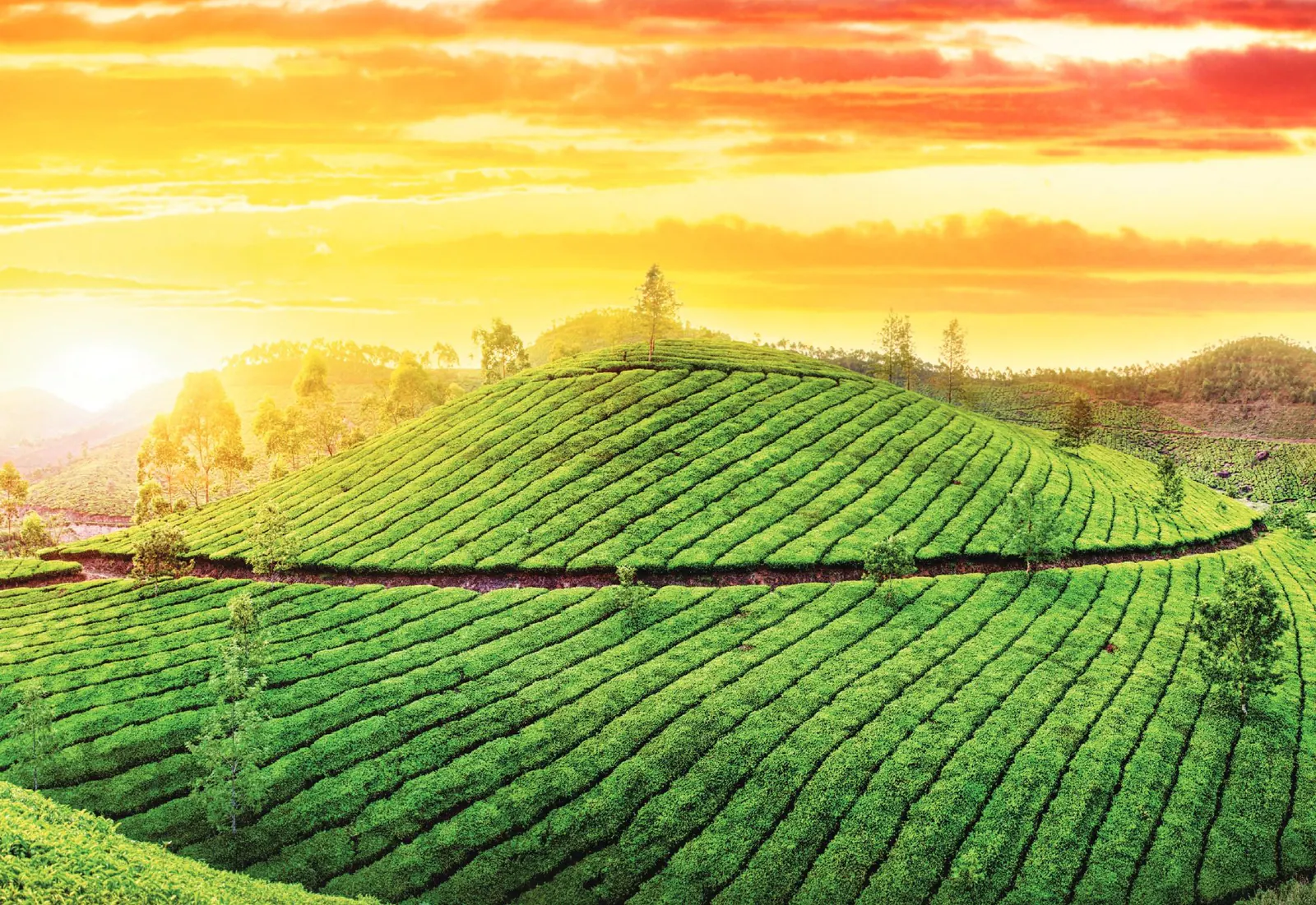 Rolling tea gardens on the hills at sunrise