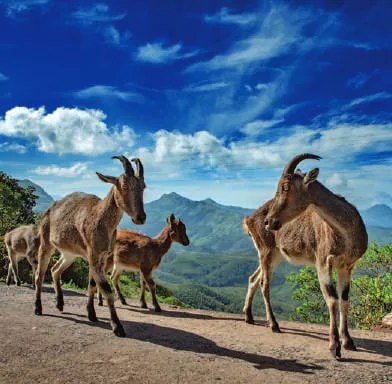 Nilgiri tahr on a rocky outcrop