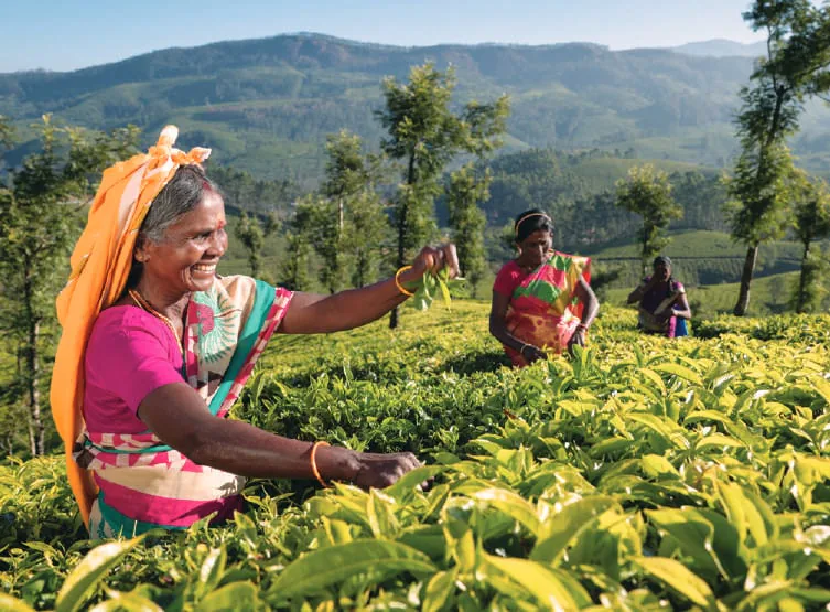 Women picking tea on a hillside tea estate