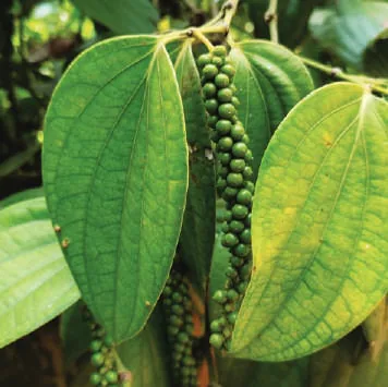 Peppercorns growing on a vine among green leaves