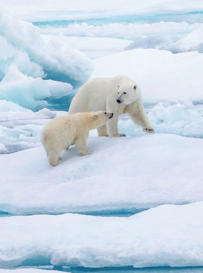 A polar bear and her cub on the ice