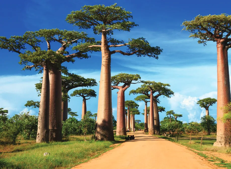 An avenue of baobab trees
