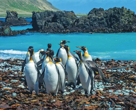 A colony of penguins