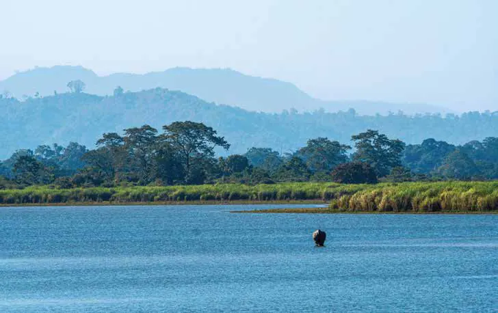 A rhino wading in a wide blue river, with forested hills behind