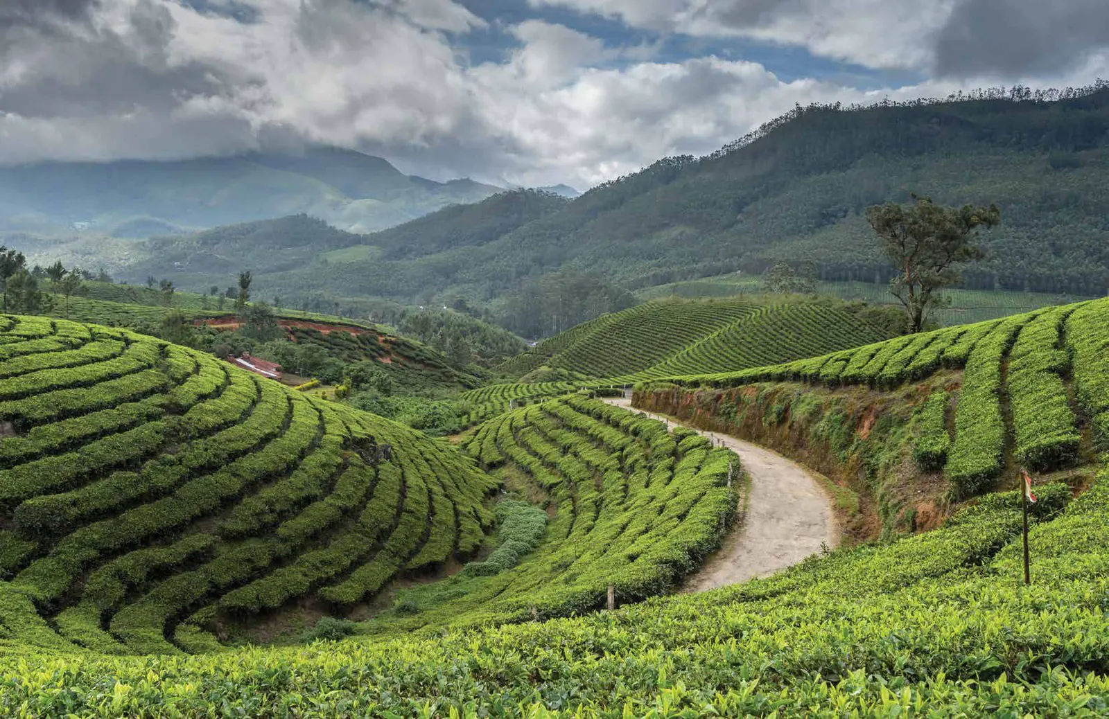 Terraced tea gardens and a winding road below cloud-covered hills