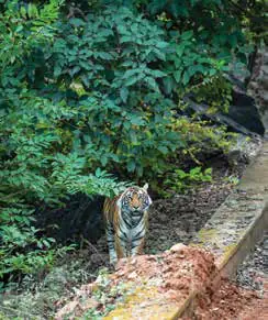 A tiger walking along a forest path