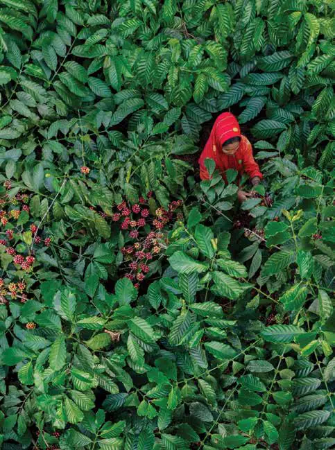A worker picking coffee cherries among dense green bushes