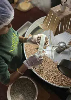 Coffee beans being roasted in a drum