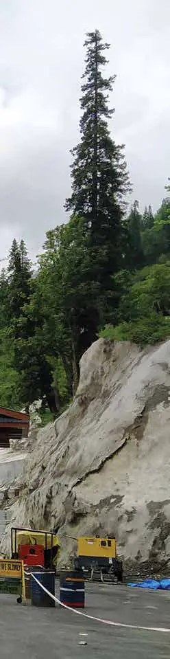 A narrow view of a pine tree against a rocky mountainside