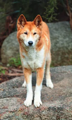 A dingo standing on rocks