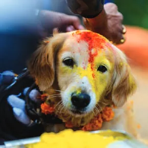 A dog garlanded and marked with colour for Kukur Tihar