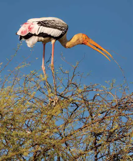 A painted stork perched on top of a thorny tree against a blue sky