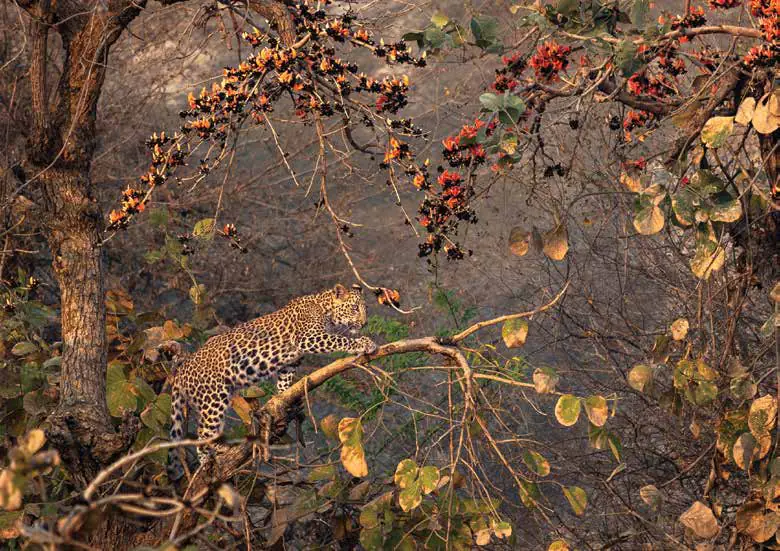 A young leopard climbing a branch of a tree in orange blossom