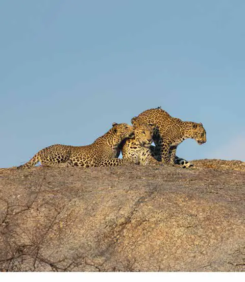 Two leopards together on top of a rock