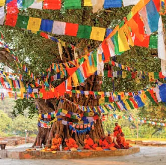 Prayer flags strung around a sacred tree