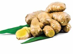 Fresh ginger root on a green leaf