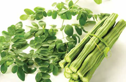 Moringa leaves and drumsticks