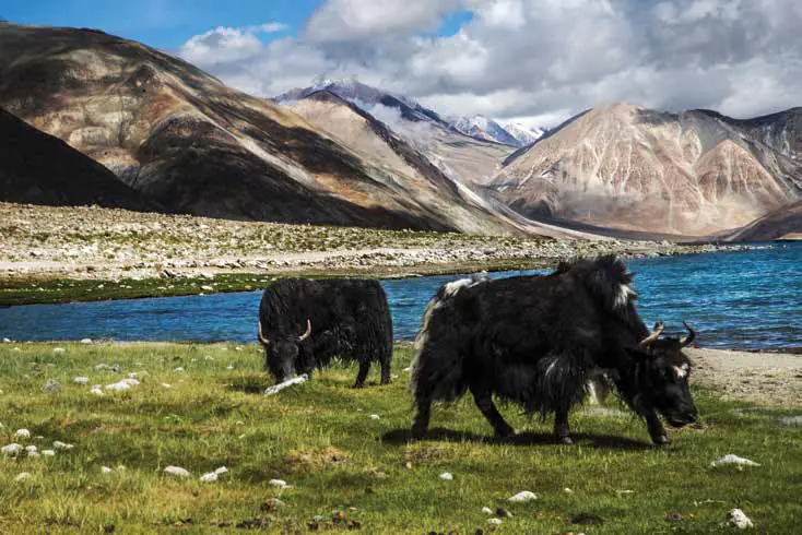Yaks grazing beside a blue lake