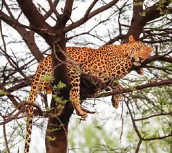 A leopard resting in a tree