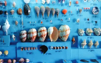 Seashells displayed in a museum