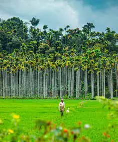A man walking through a green field beneath tall areca palms