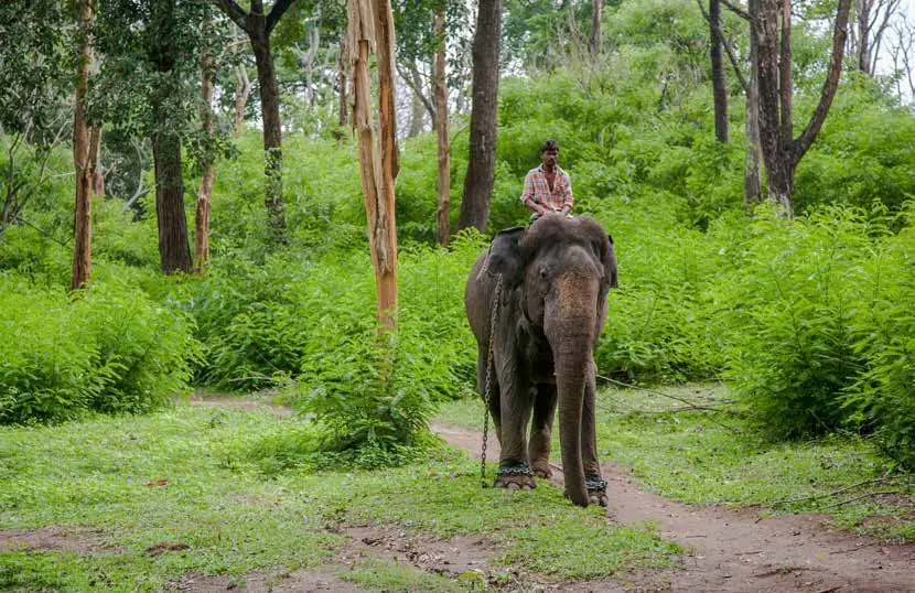 A mahout riding an elephant along a forest path