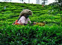 A woman picking tea leaves among tea bushes