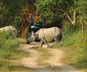 Two one-horned rhinos on a forest track, with riders on an elephant behind them