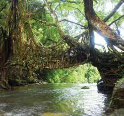 A stream running beneath the roots of large trees