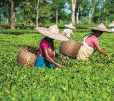 Women picking tea on a tea estate