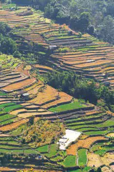 Terraced fields on a hillside