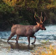 A deer crossing a stream