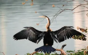 A bird spreading its wings on a branch