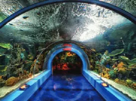 A glass tunnel through an aquarium