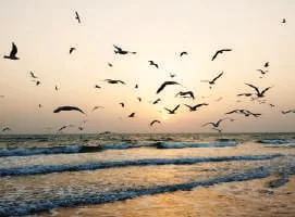 Birds flying over a beach at sunrise