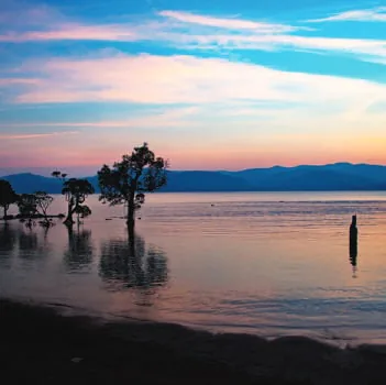 Trees standing in the sea at sunset