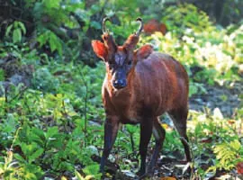 A deer in a forest