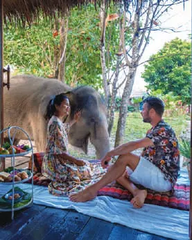 A couple sitting beside an elephant in a forest