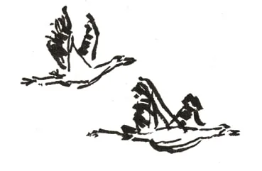 Ink sketch of birds in flight