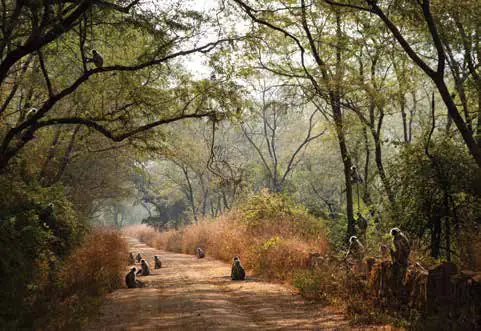 Langurs sitting on a forest road