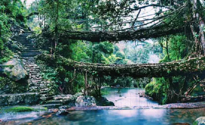 A living root bridge over a stream