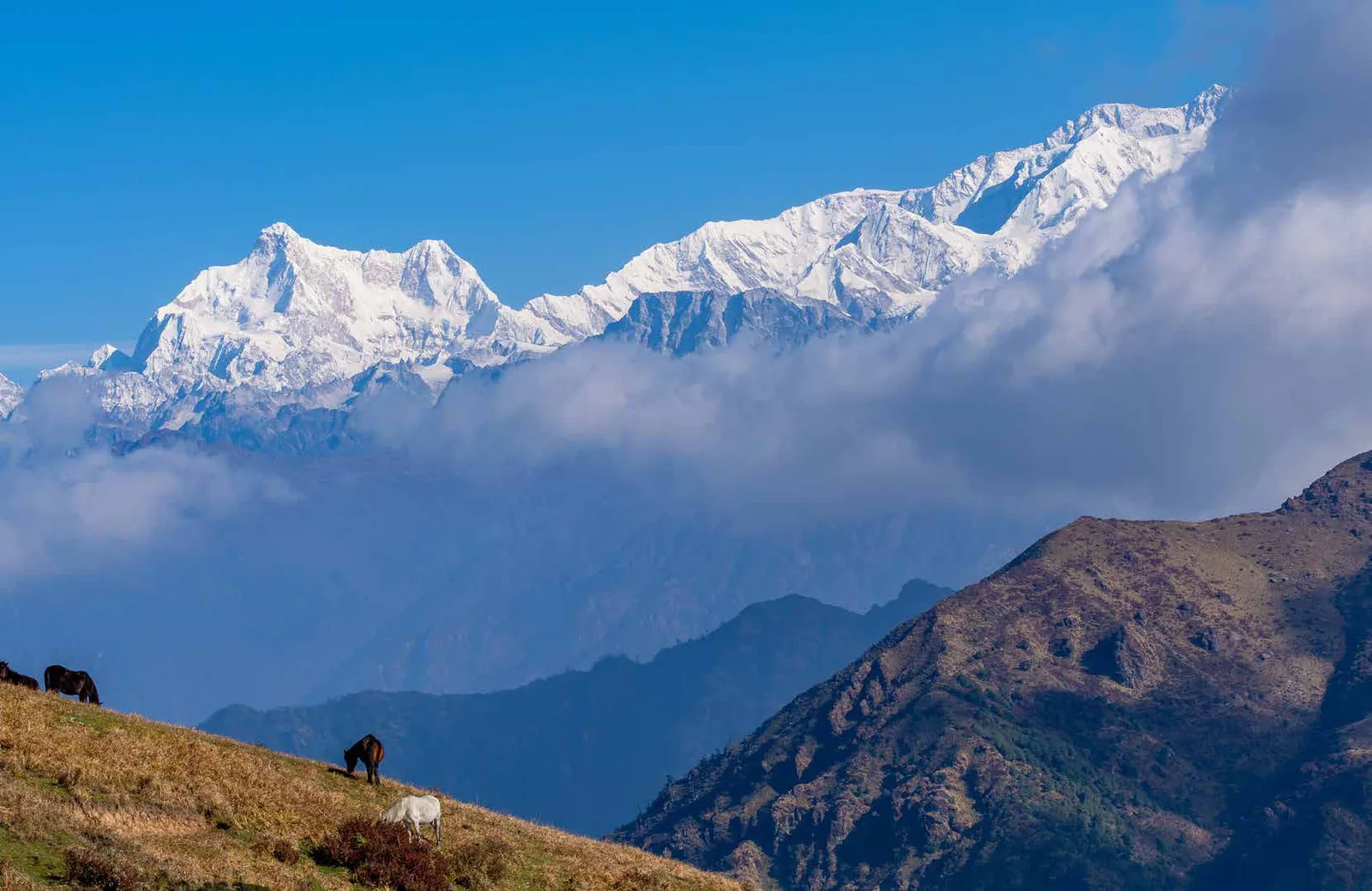 Snow-capped peaks above a sea of cloud, with horses grazing on a hillside