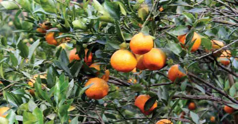 Oranges ripening on a tree