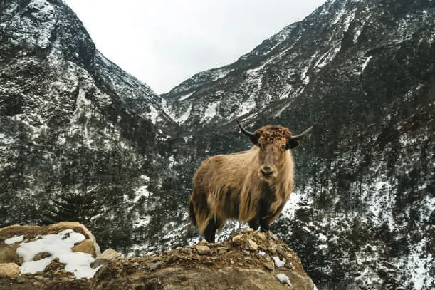 A yak grazing on a snowy slope